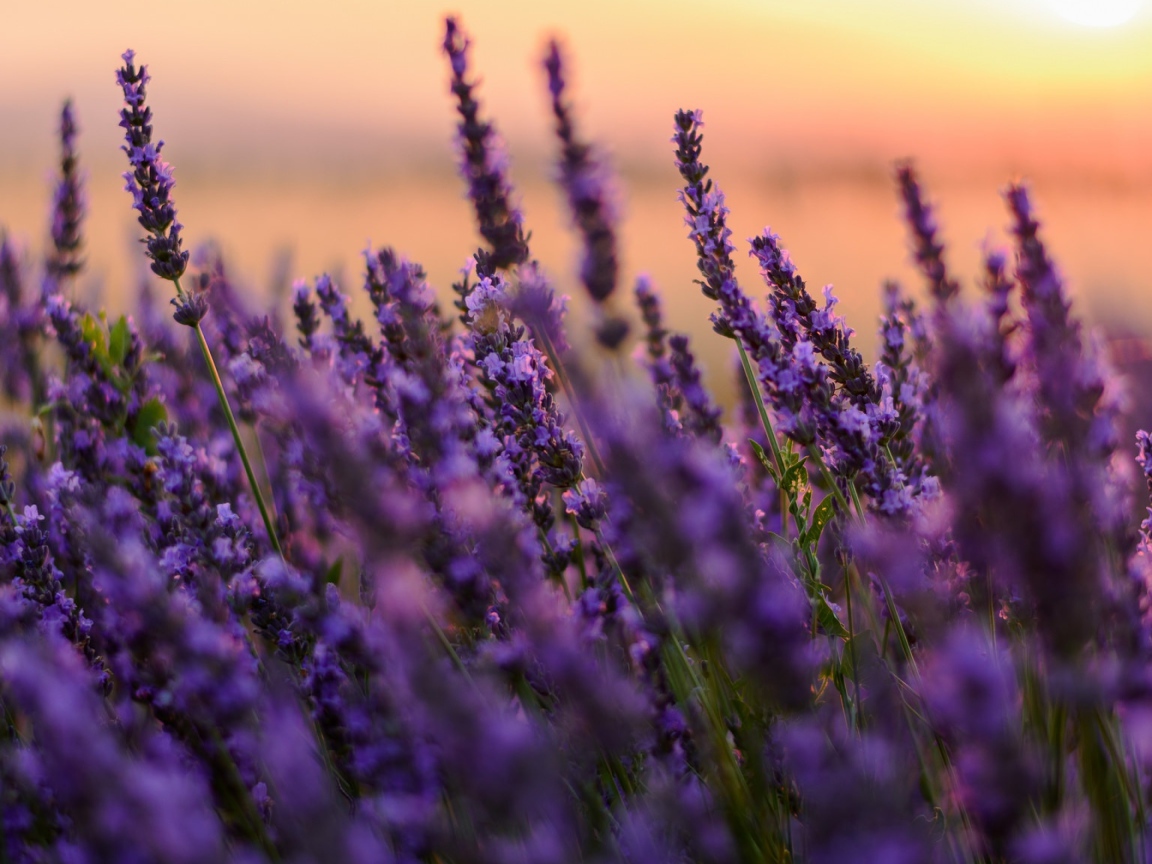 Цветы сиреневой лаванды на закате 