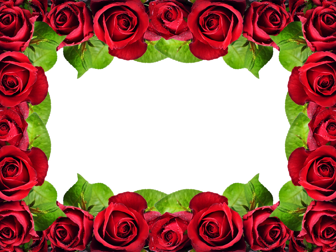 Рамка из красных роз на белом фоне