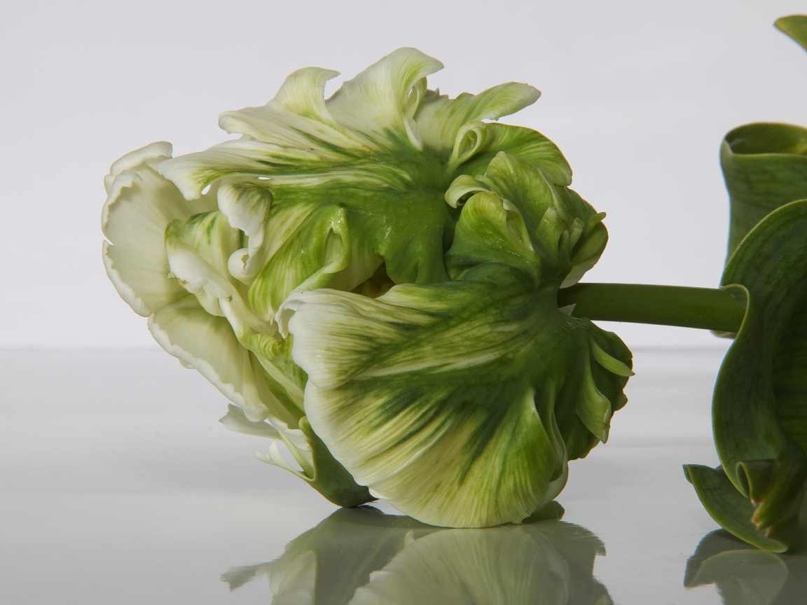 Зеленый с белым тюльпан крупным планом