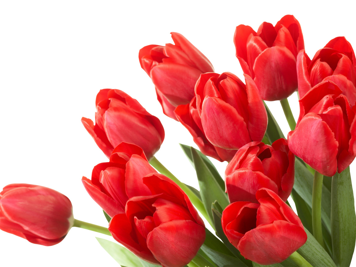 Большой букет красных тюльпанов на белом фоне