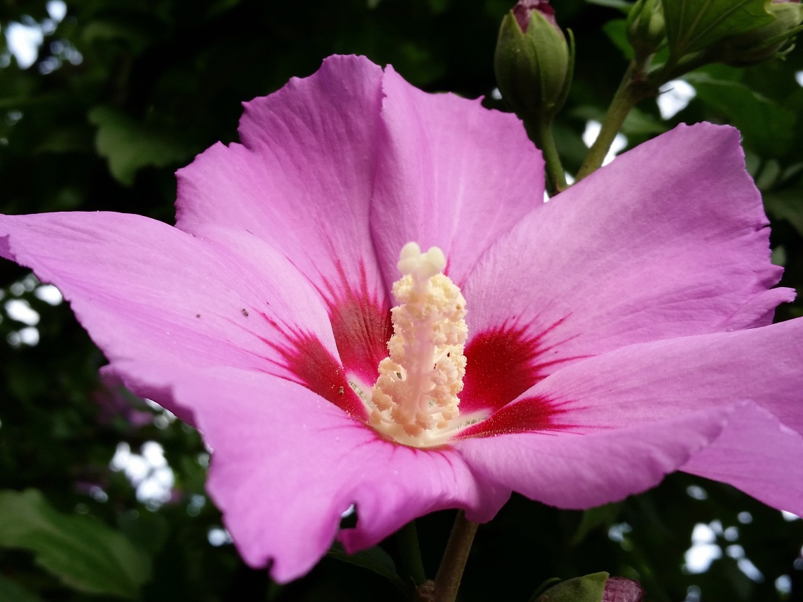 Большой розовый цветок гибискуса с бутоном