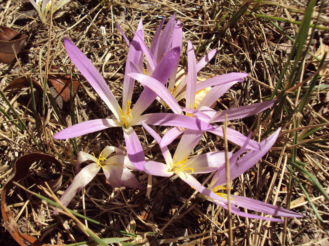Сиреневые цветы крокуса распустились весной