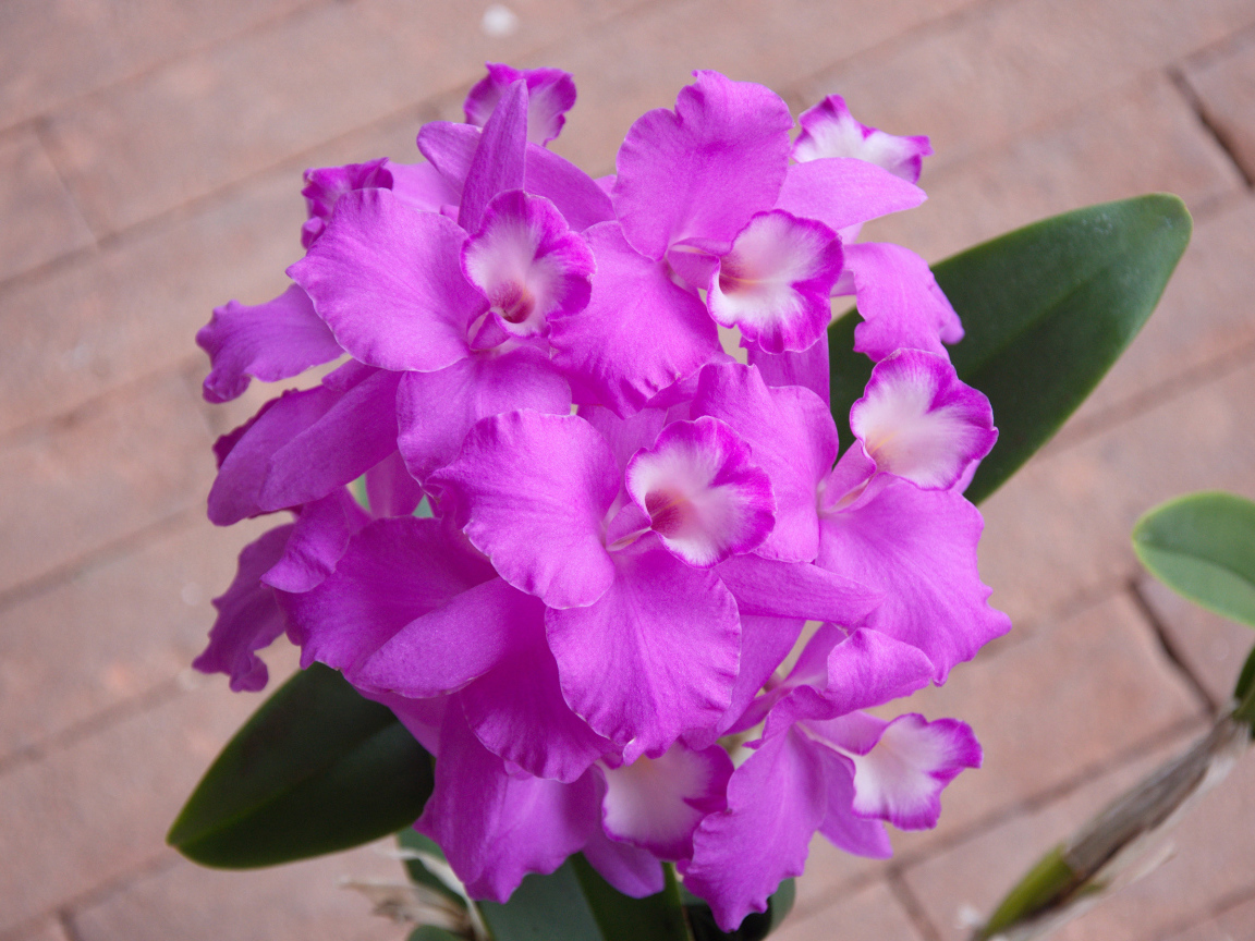 Сиреневые цветы орхидеи крупным планом