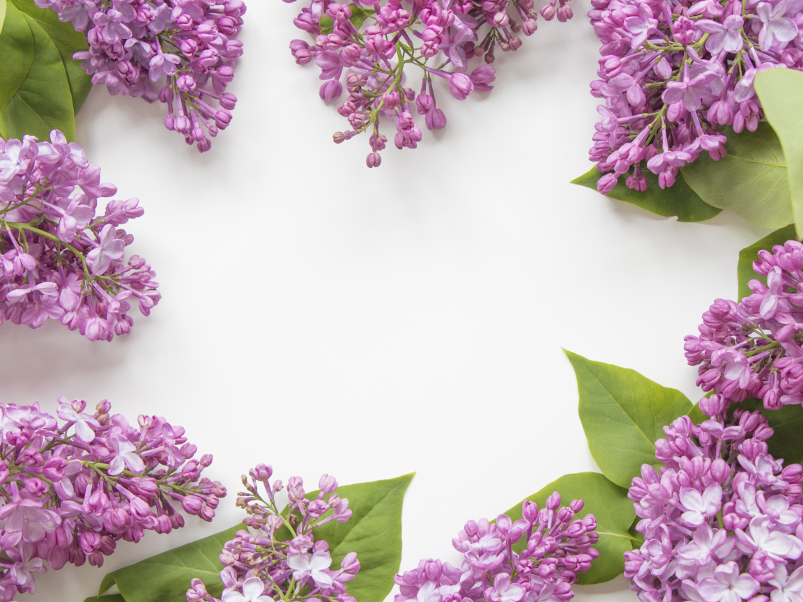 Цветы сирени на сером фоне 