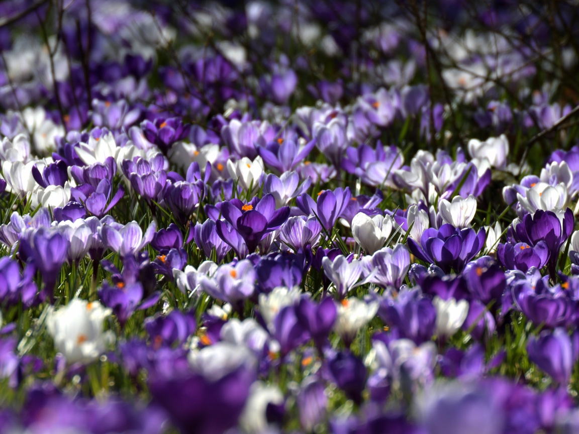 Много красивых разноцветных крокусов