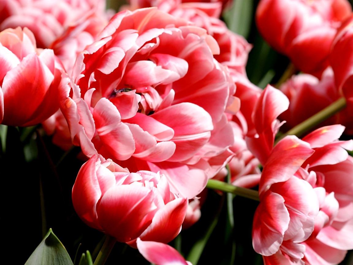 Много розово-белых тюльпанов крупным планом