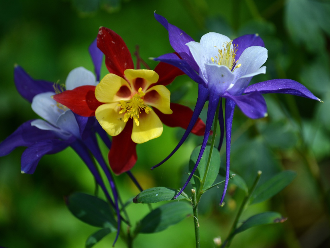 Разноцветные цветы водосбора на клумбе