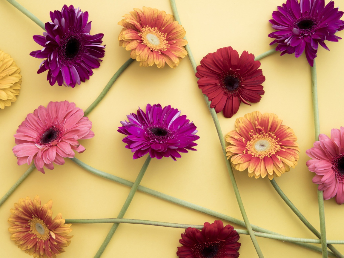 Разноцветные герберы на желтом фоне