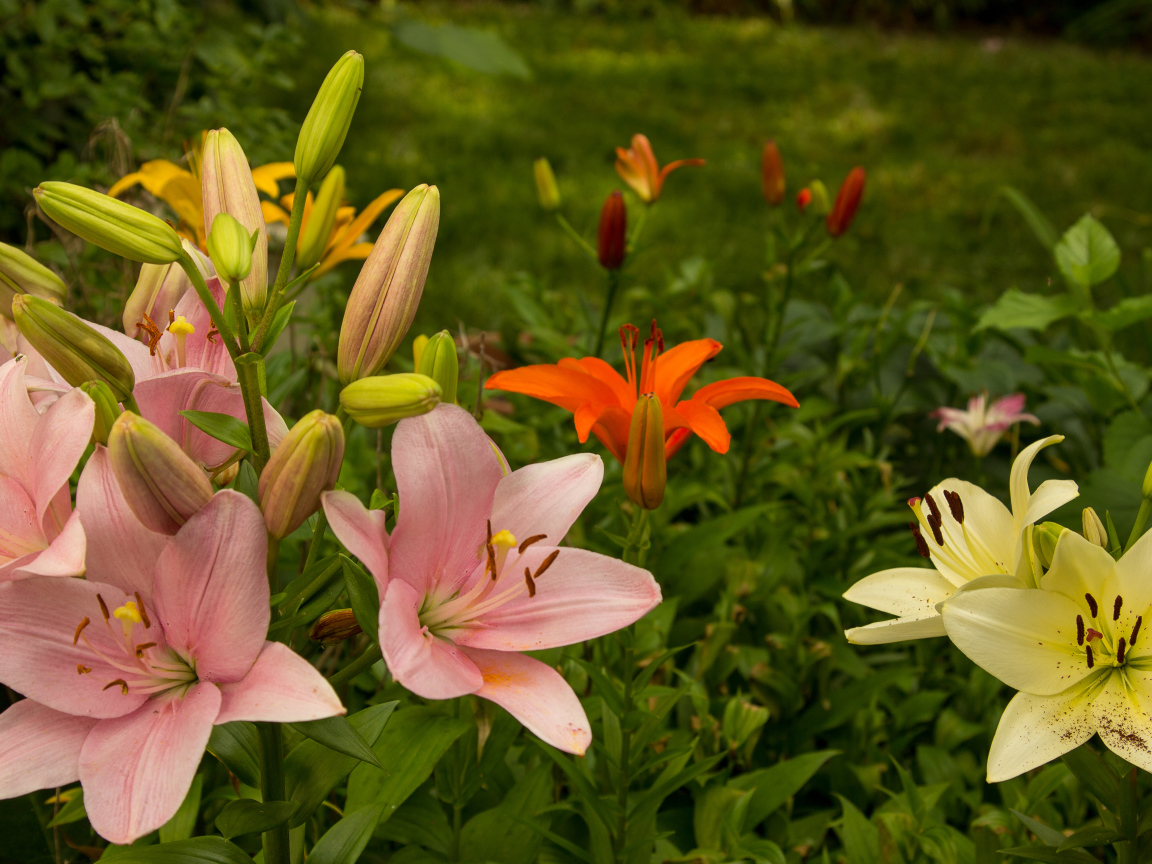 Разноцветные лилии с бутонами на клумбе в саду