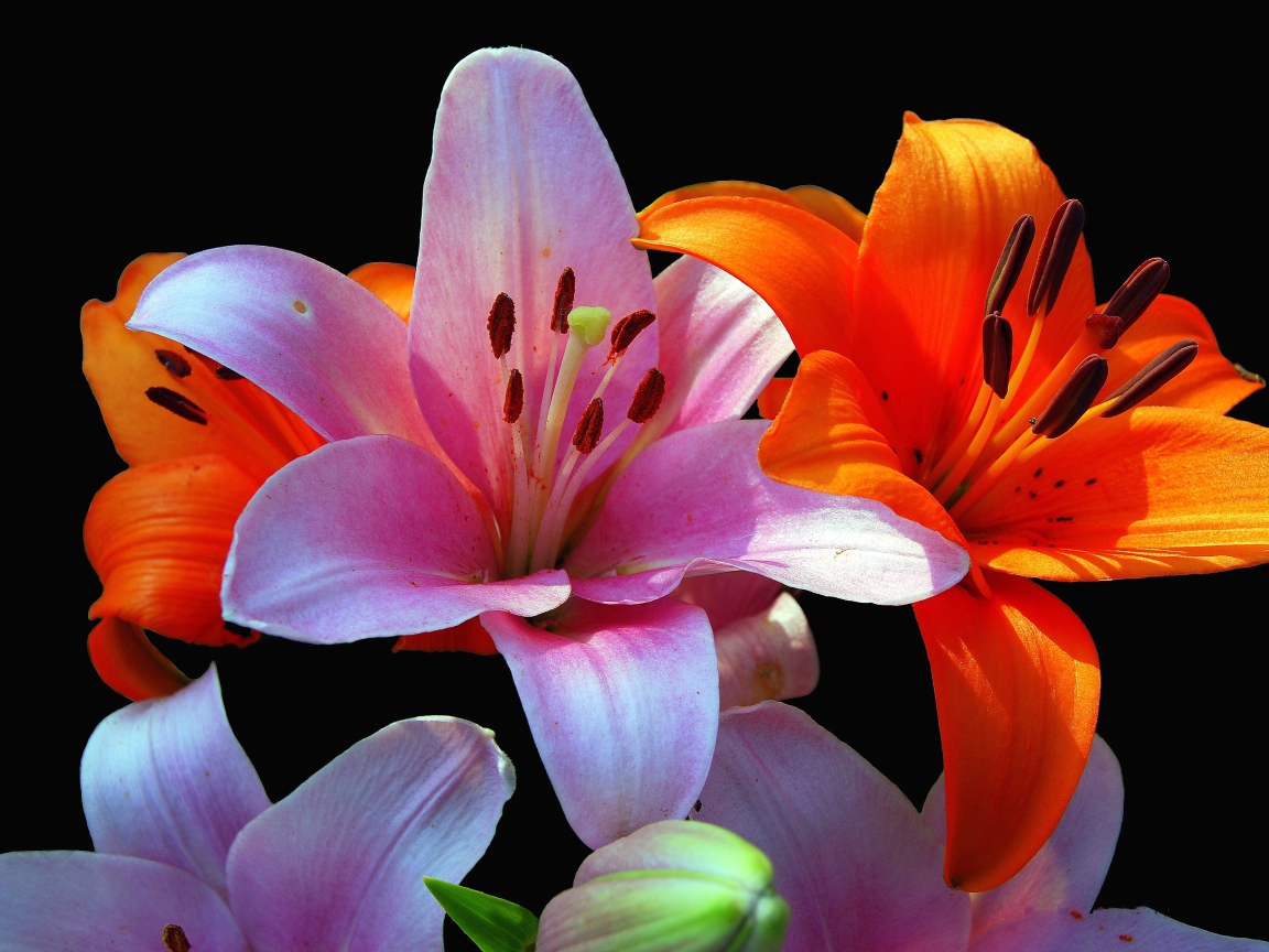 Оранжевые и розовые лилии крупным планом на черном фоне