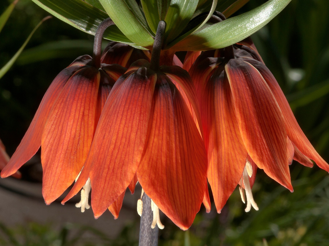 Оранжевые цветы рябчика крупным планом