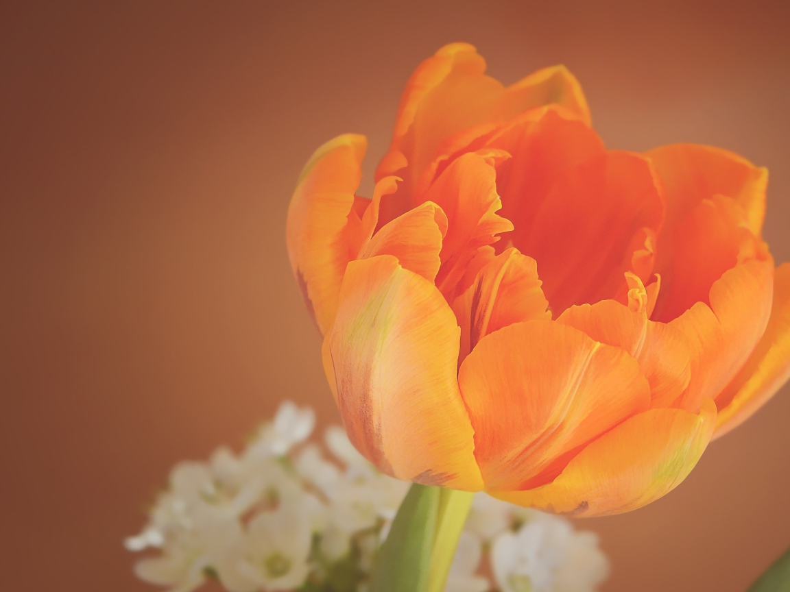 Оранжевый тюльпан крупным планом