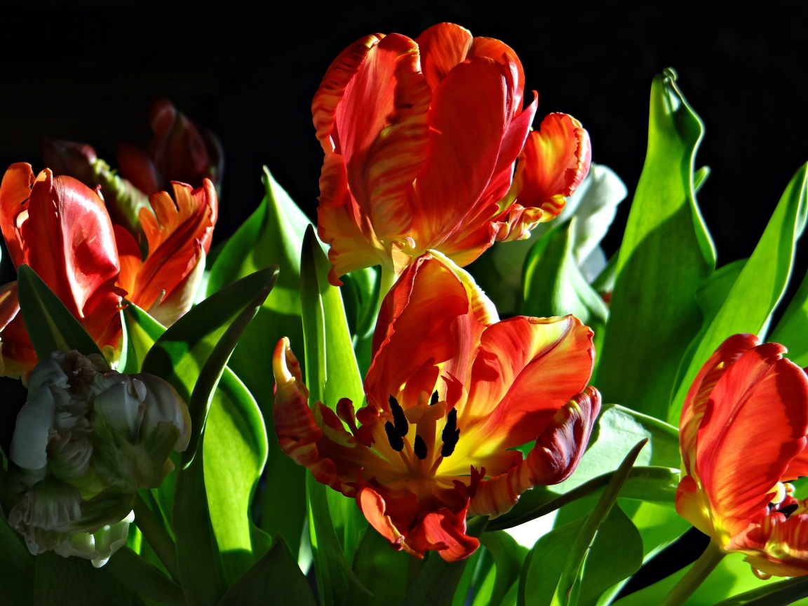 Оранжевые тюльпаны с зелеными листьями на черном фоне