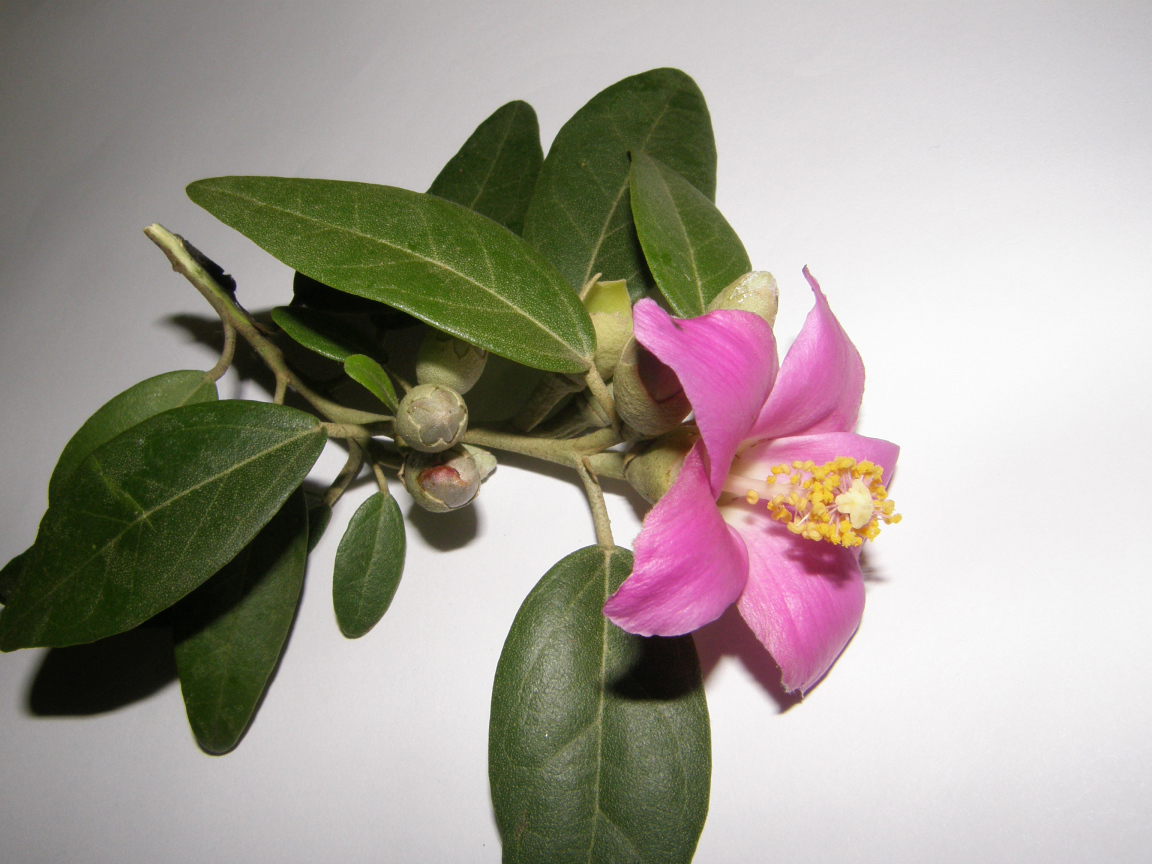 Розовый цветок камелии на сером фоне крупным планом