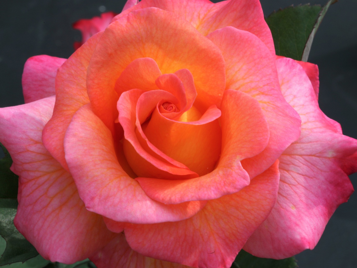 Розовый цветок красивой розы крупным планом