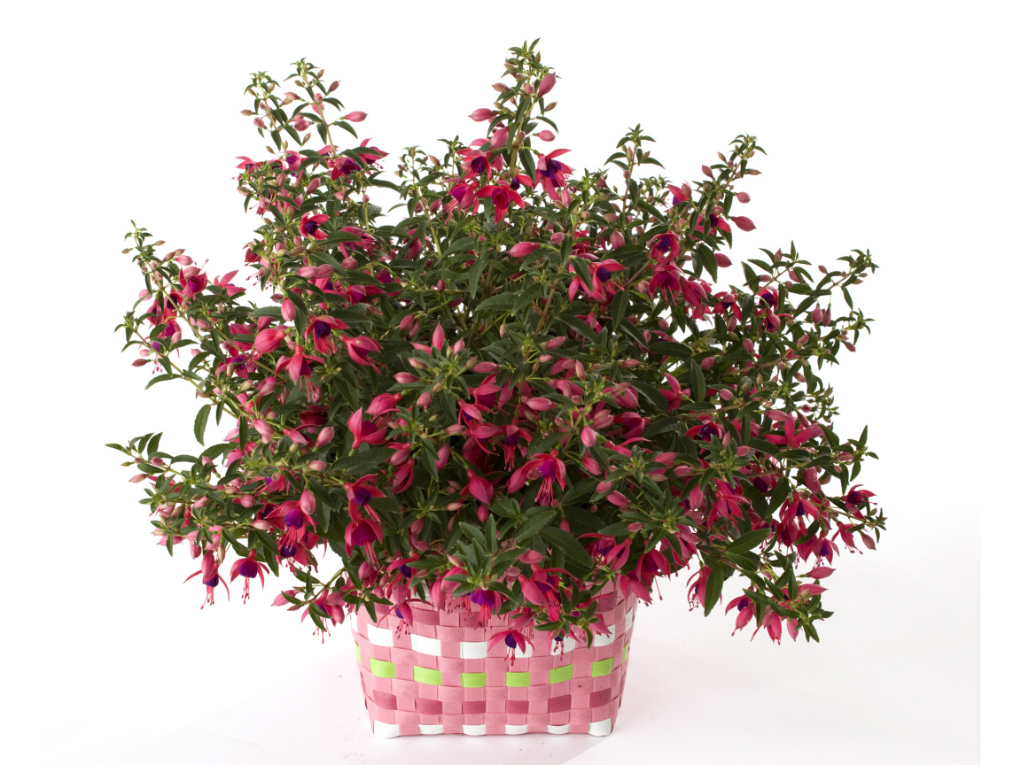 Розовый цветок фуксия на белом фоне