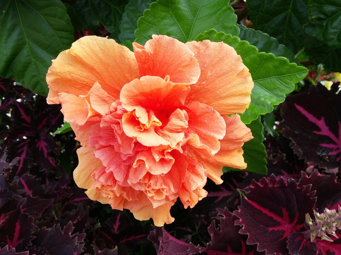 Розовый цветок гибискуса с зелеными листьями