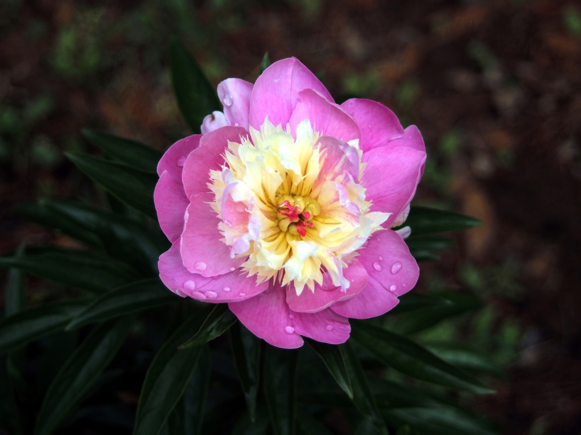 Розовый пион в каплях росы крупным планом