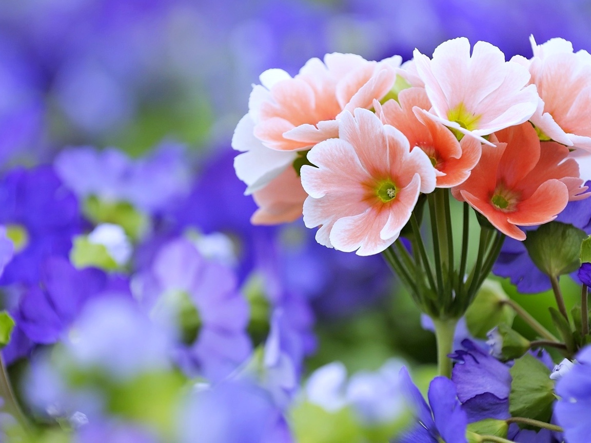 Розовые цветы примулы крупным планом 