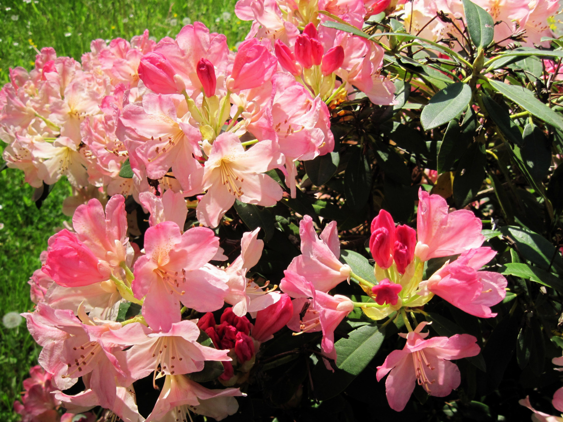 Розовые цветы рододендрон на клумбе