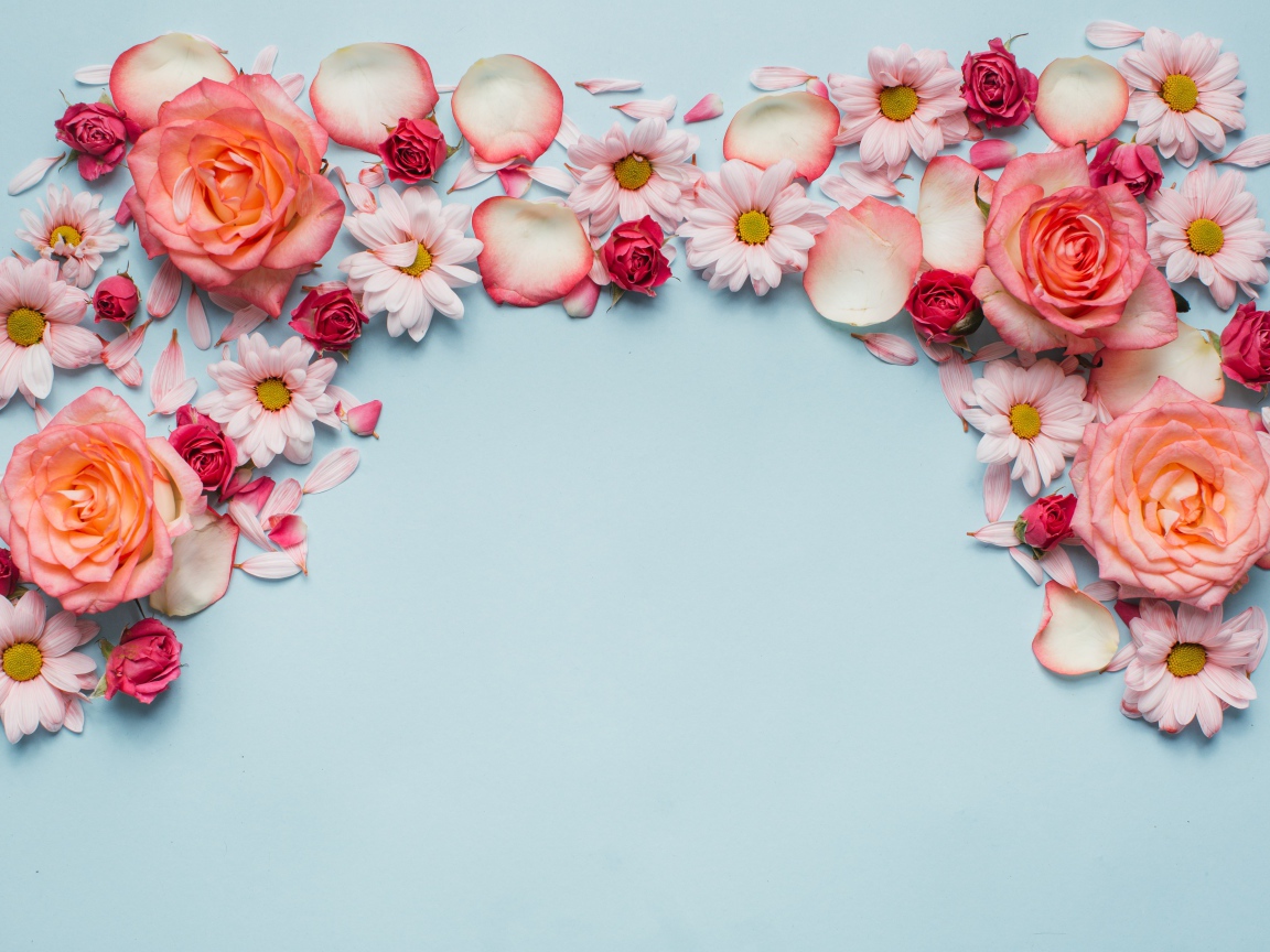 Розовые розы и хризантемы на голубом фоне 