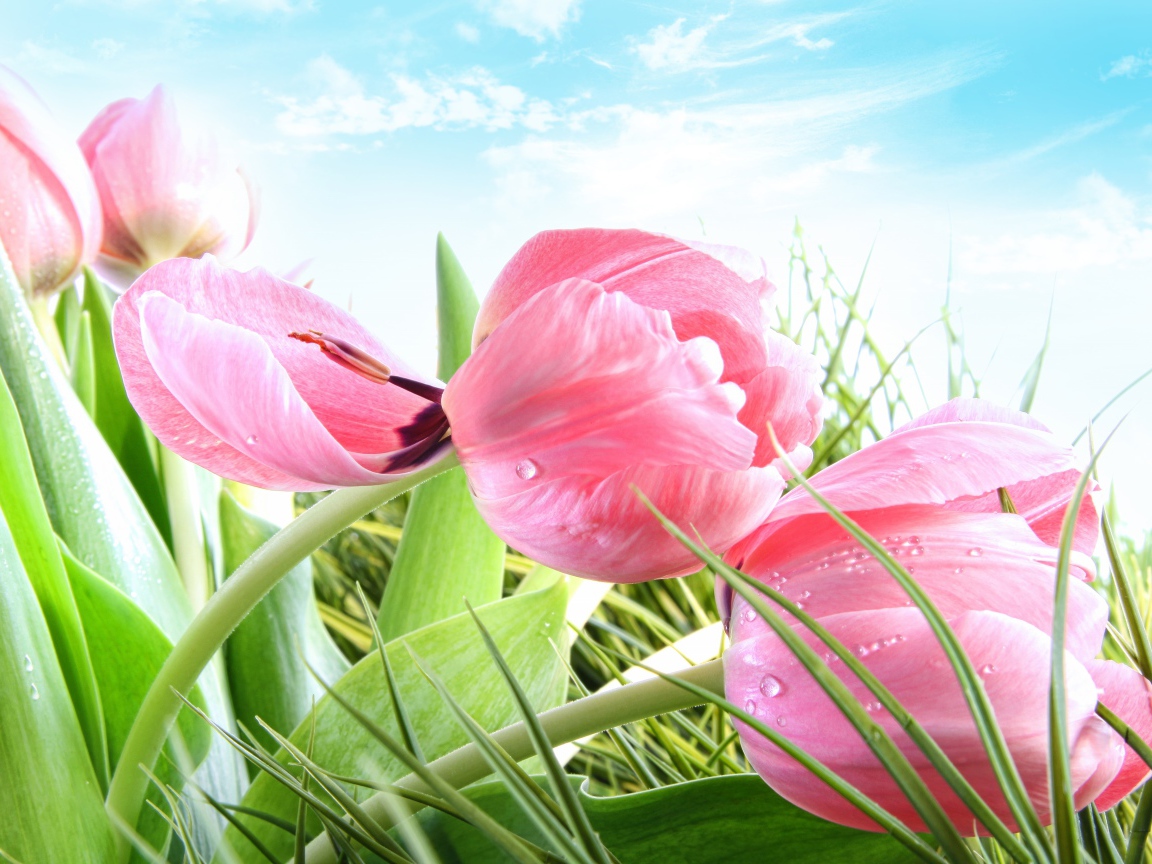 Розовые тюльпаны на фоне голубого неба