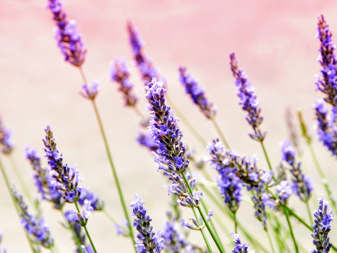 Фиолетовые цветы лаванды крупным планом