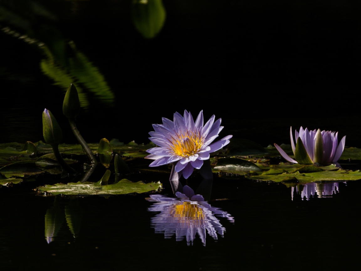 Фиолетовые цветы лотоса отражаются в воде 