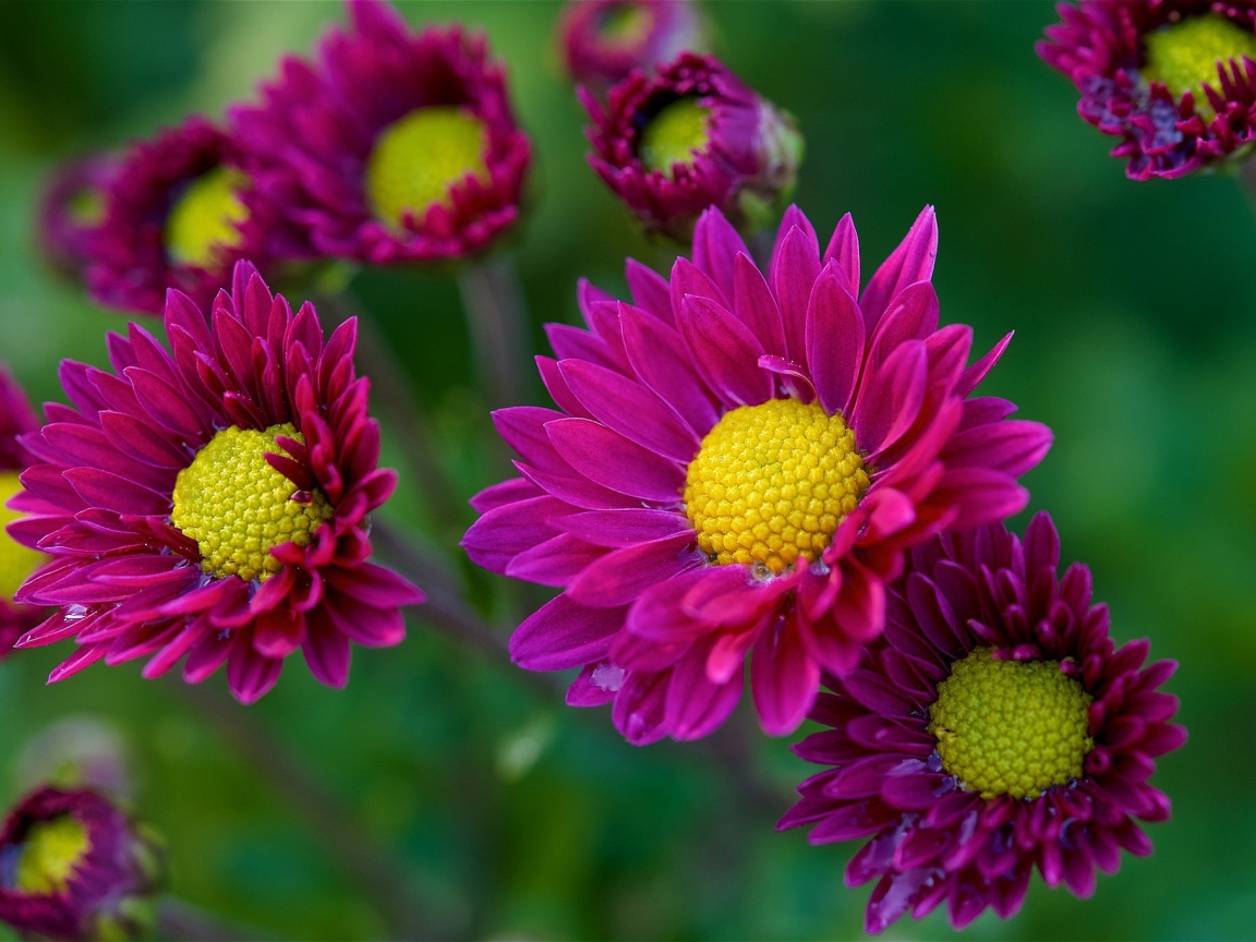 Фиолетовые цветы орхидеи с желтой серединой 