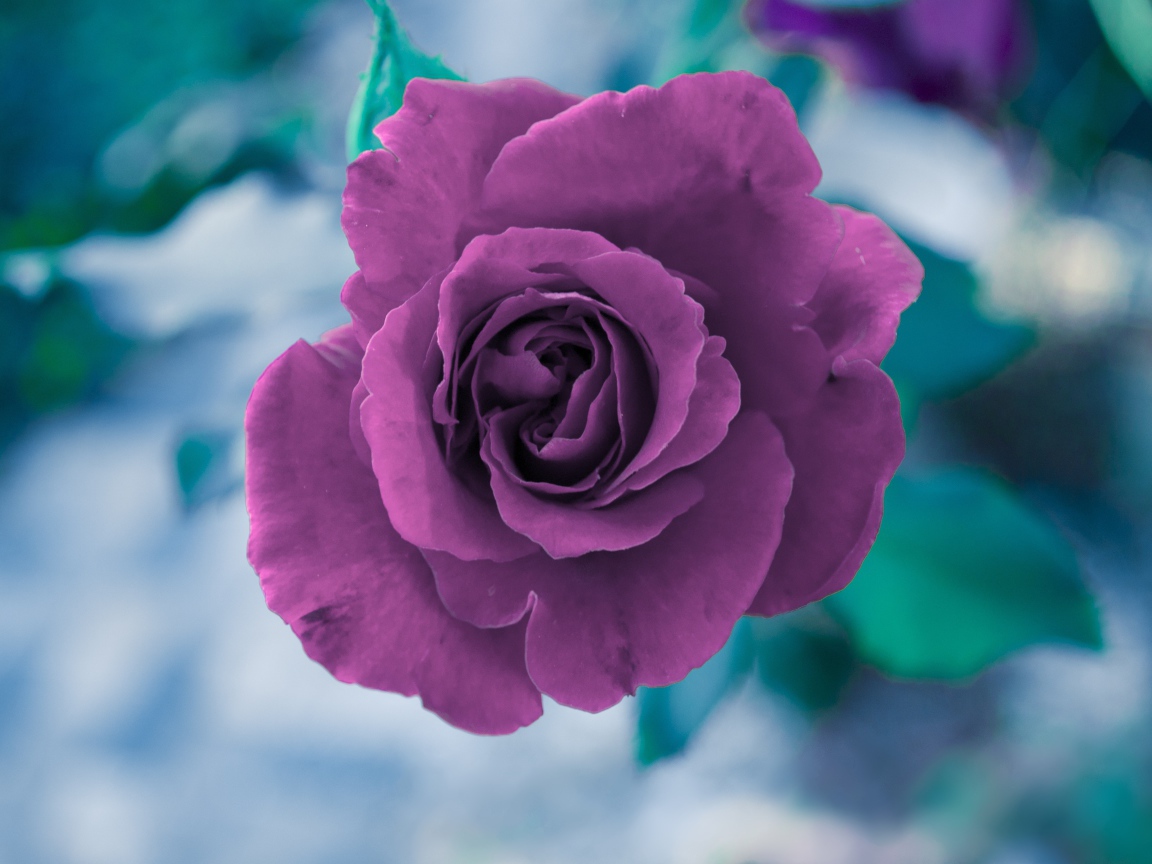 Фиолетовая роза вид сверху 