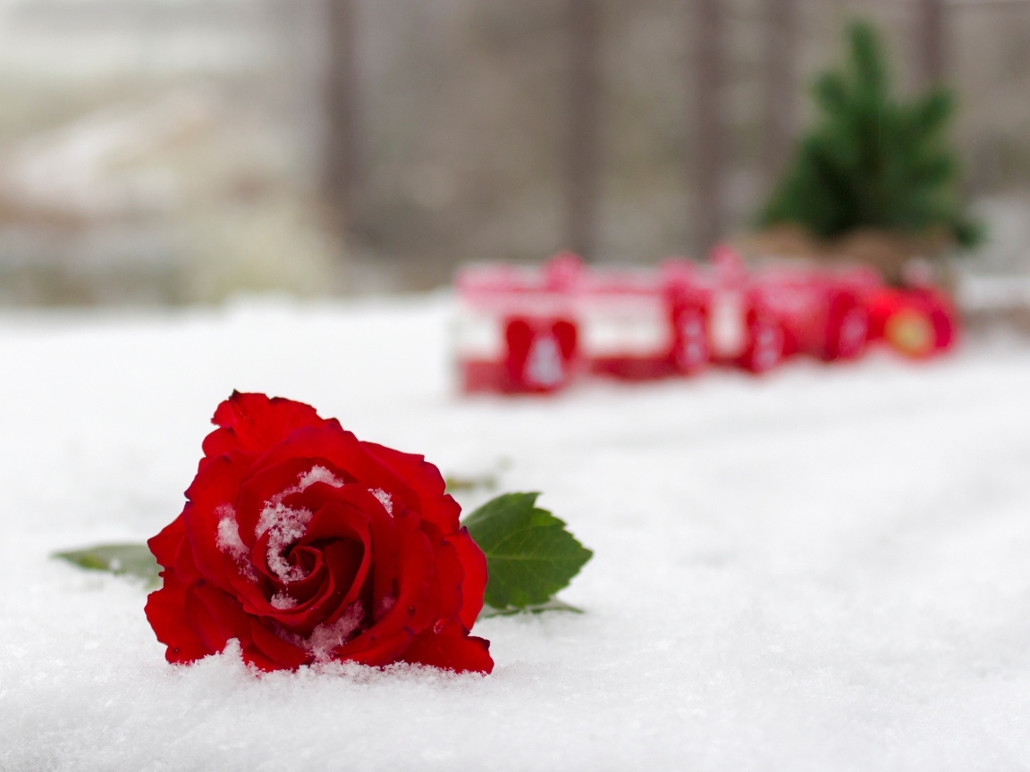 Красная красивая роза на снегу 