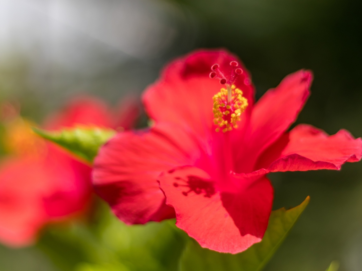 Красный цветок гибискуса в лучах солнца крупным планом 