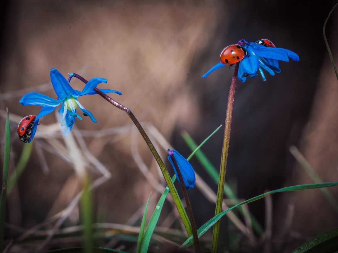 Красные божьи коровки на голубых весенних цветах 