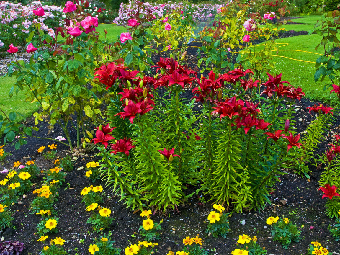 Красные лилии и розы на клумбе