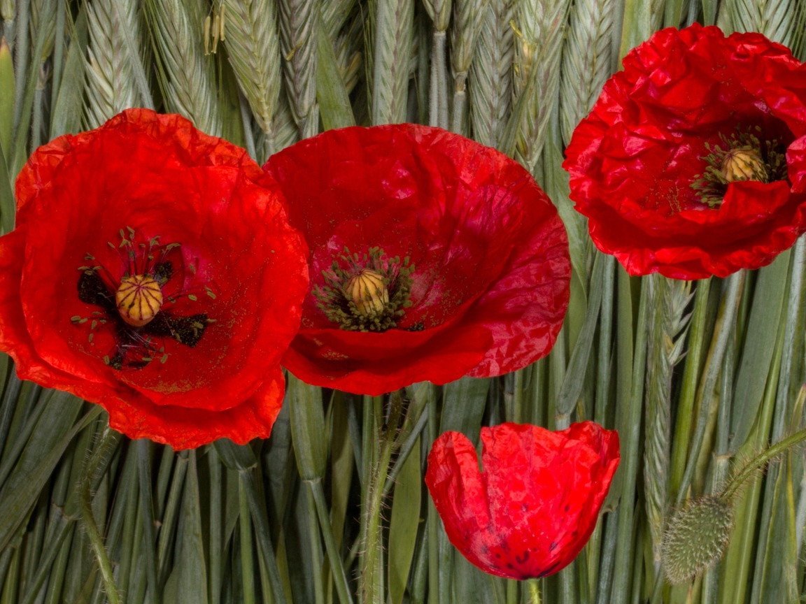 Красные цветы мака на зеленых колосках пшеницы 