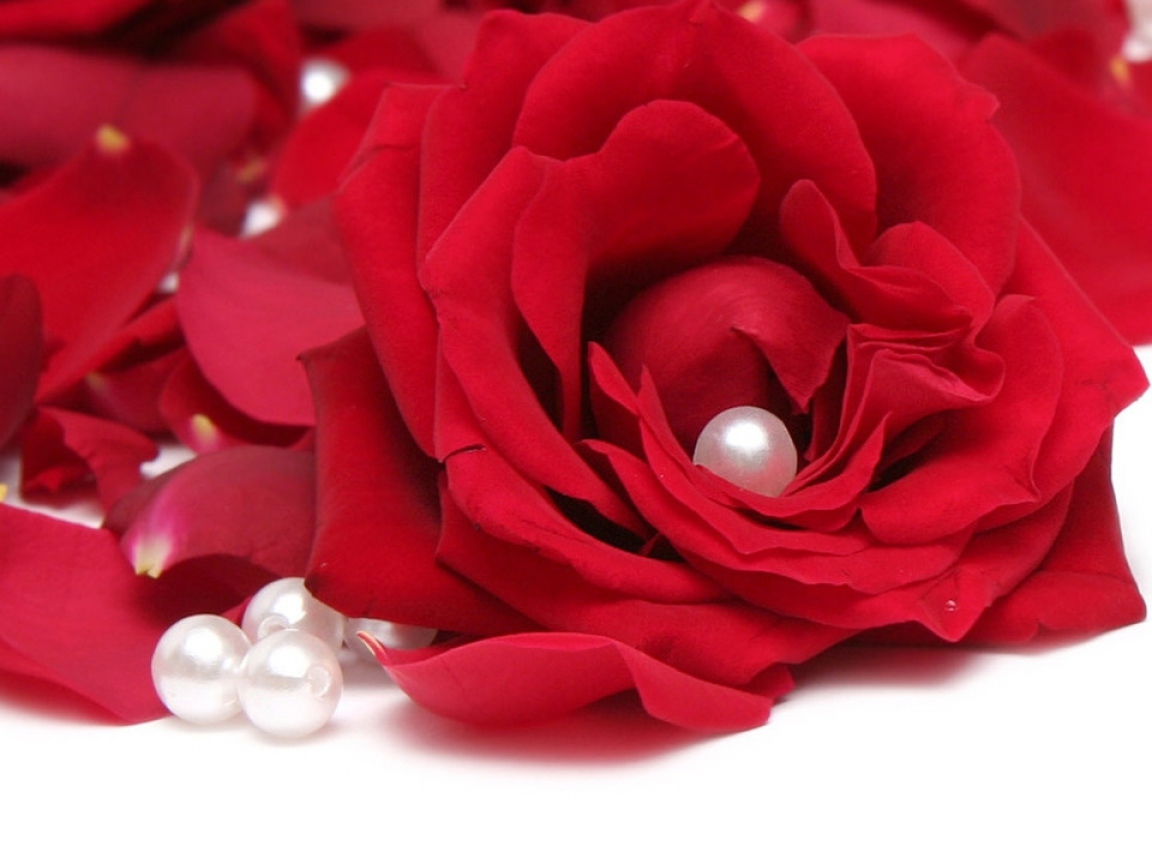 Красная роза на белом фоне с лепестками и жемчужинами
