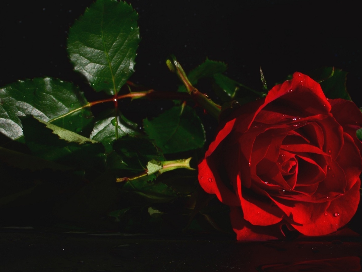 Красная роза с зелеными листьями в воде