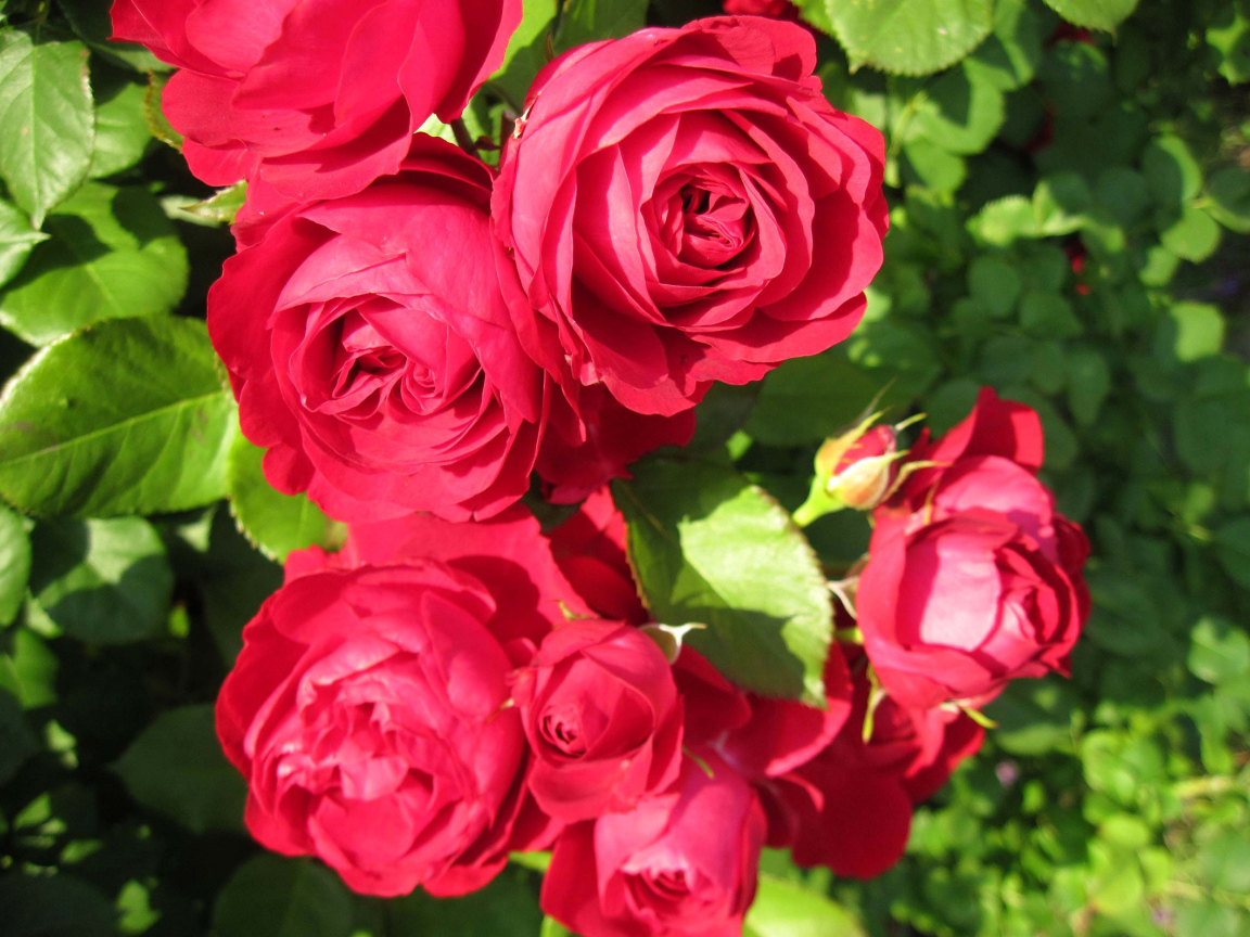 Красные розы крупным планом