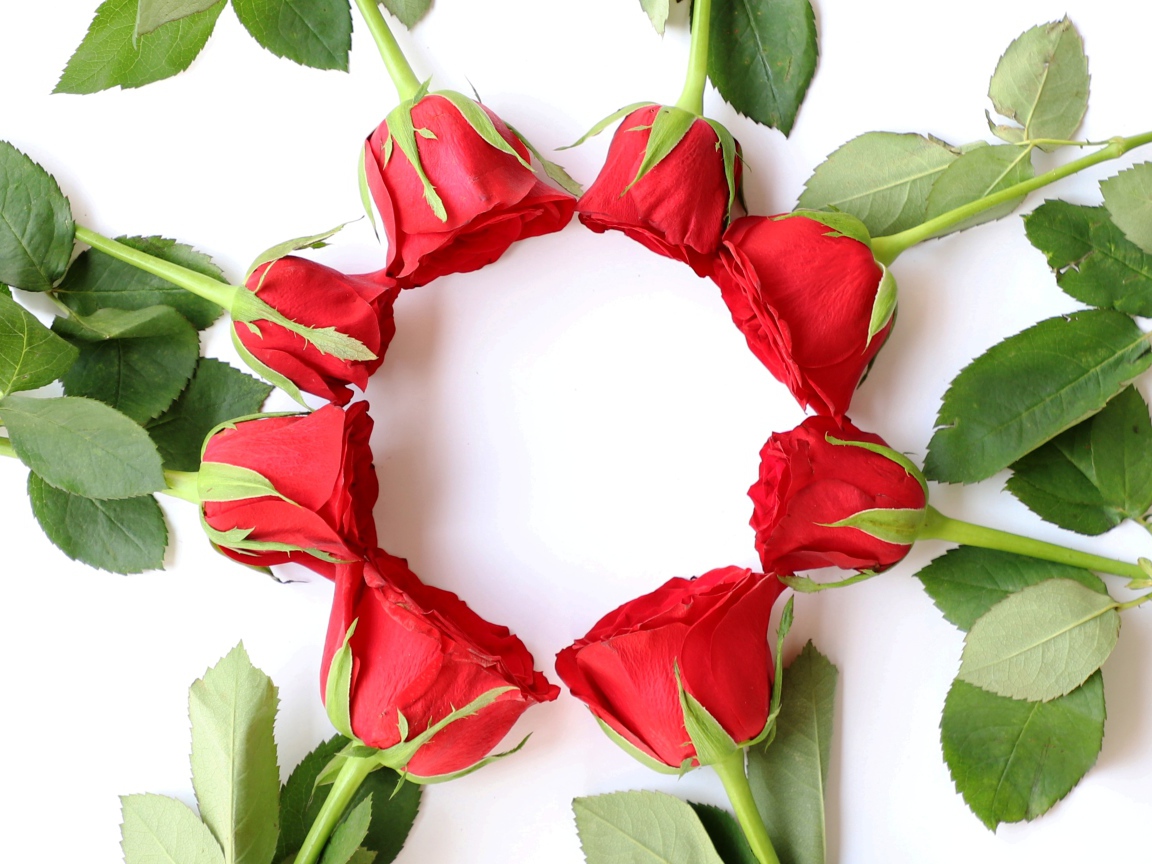 Красные розы с зелеными листьями на белом фоне