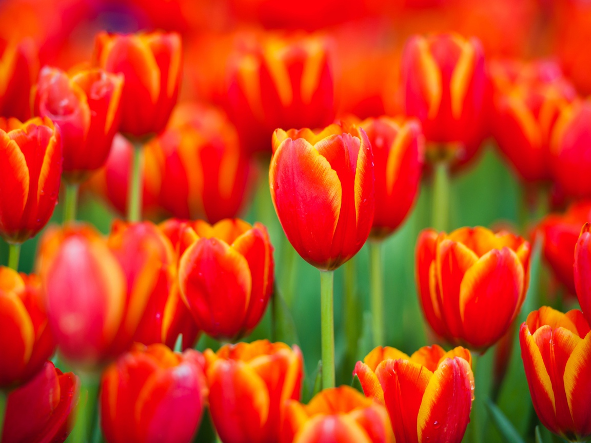 Красные тюльпаны с желтыми ободками на лепестках 