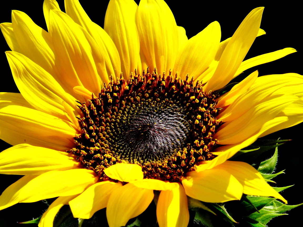 Цветок подсолнуха крупным планом на черном фоне 