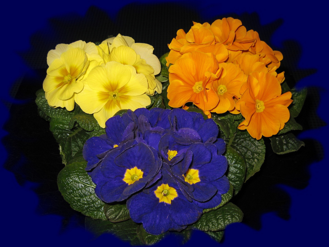 Три разноцветных комнатных цветка примула на синем фоне