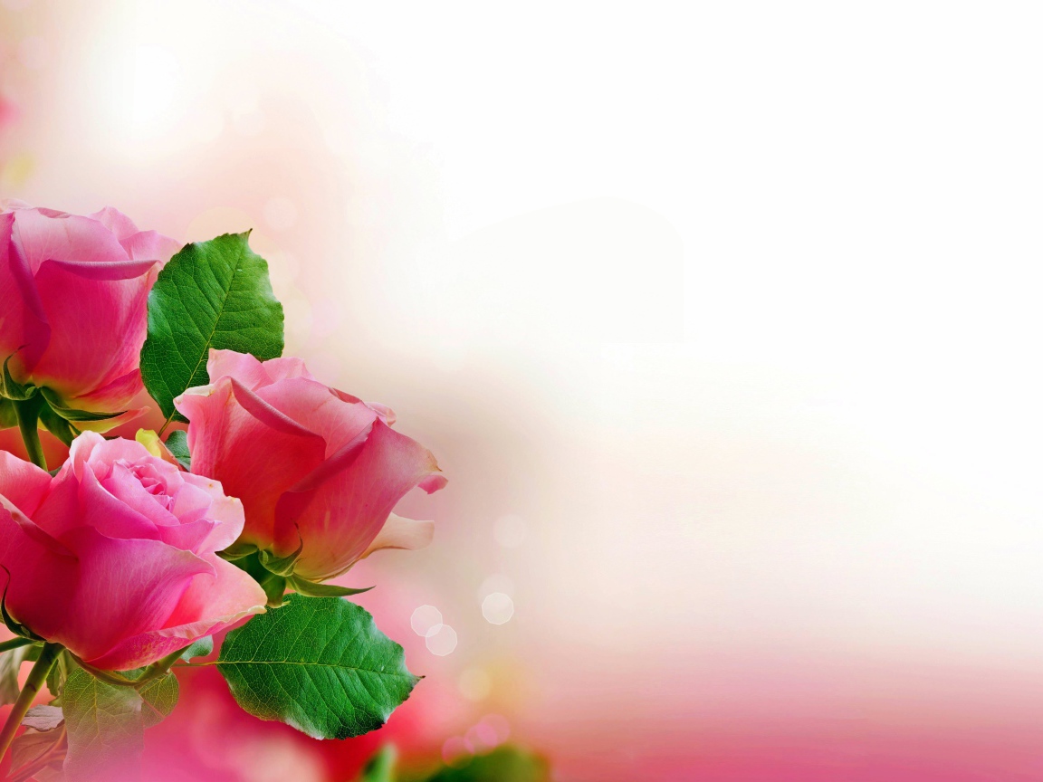 Три розовых розы, шаблон для открытки 