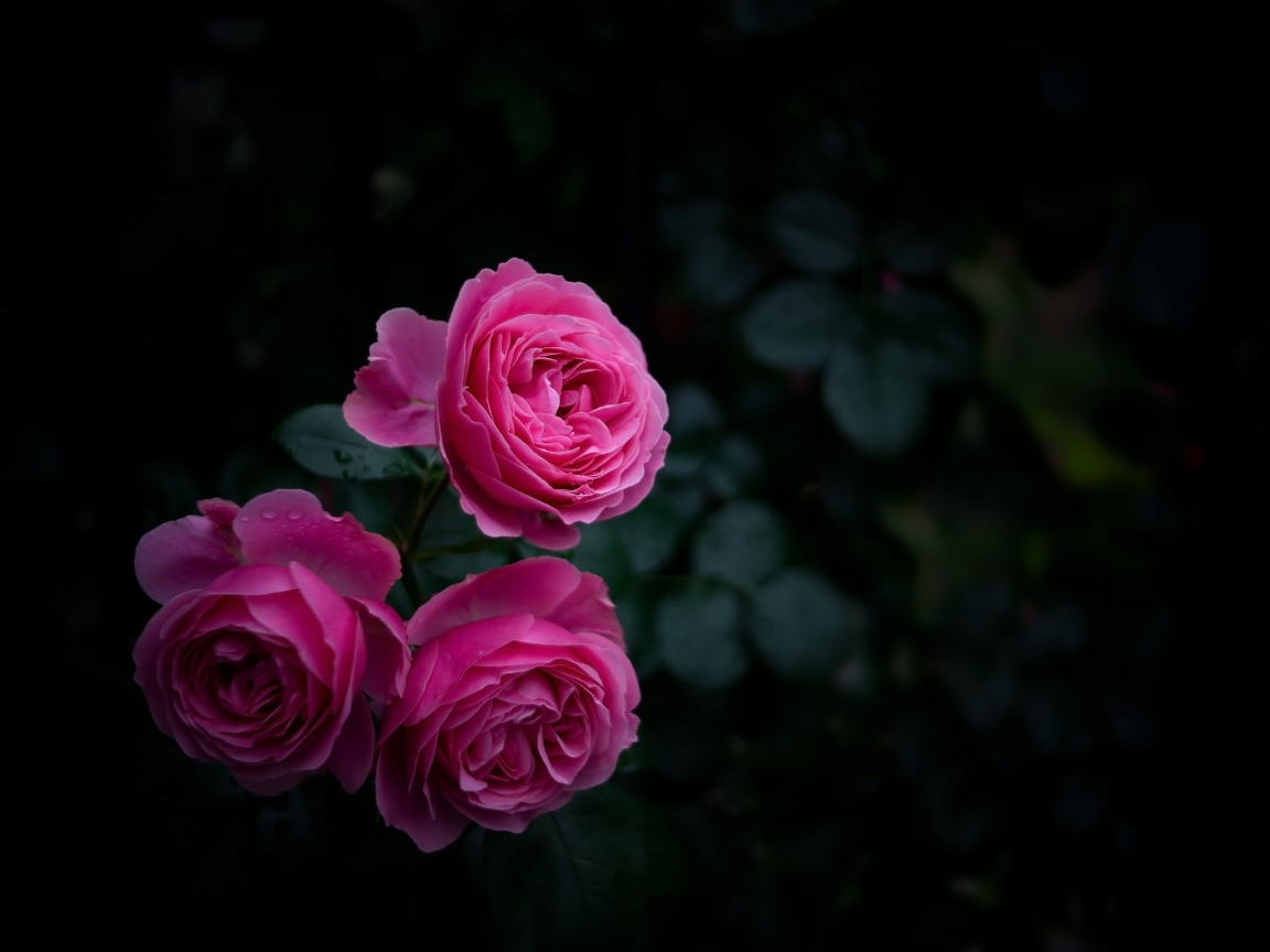 Три розовые розы на клумбе