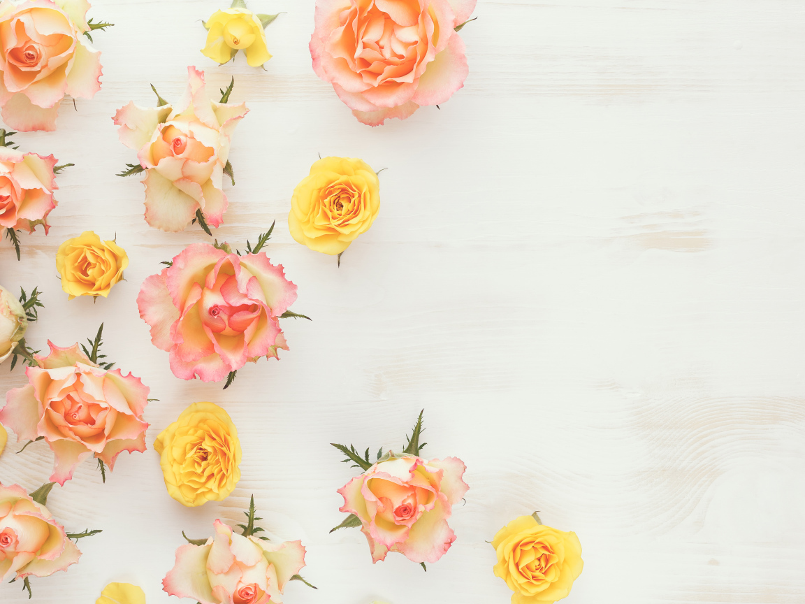 Сорванные цветы розовой и желтой розы на столе 