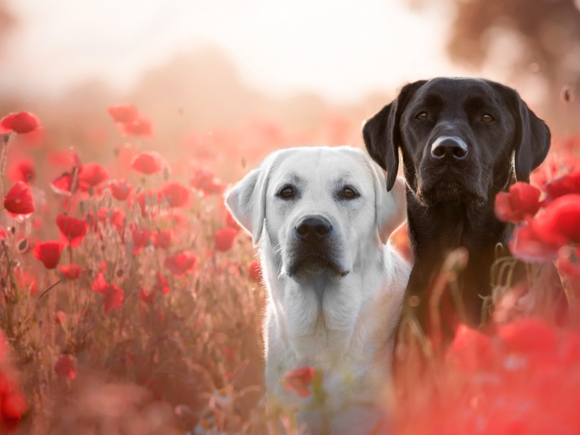 Два лабрадора в цветах красного полевого мака
