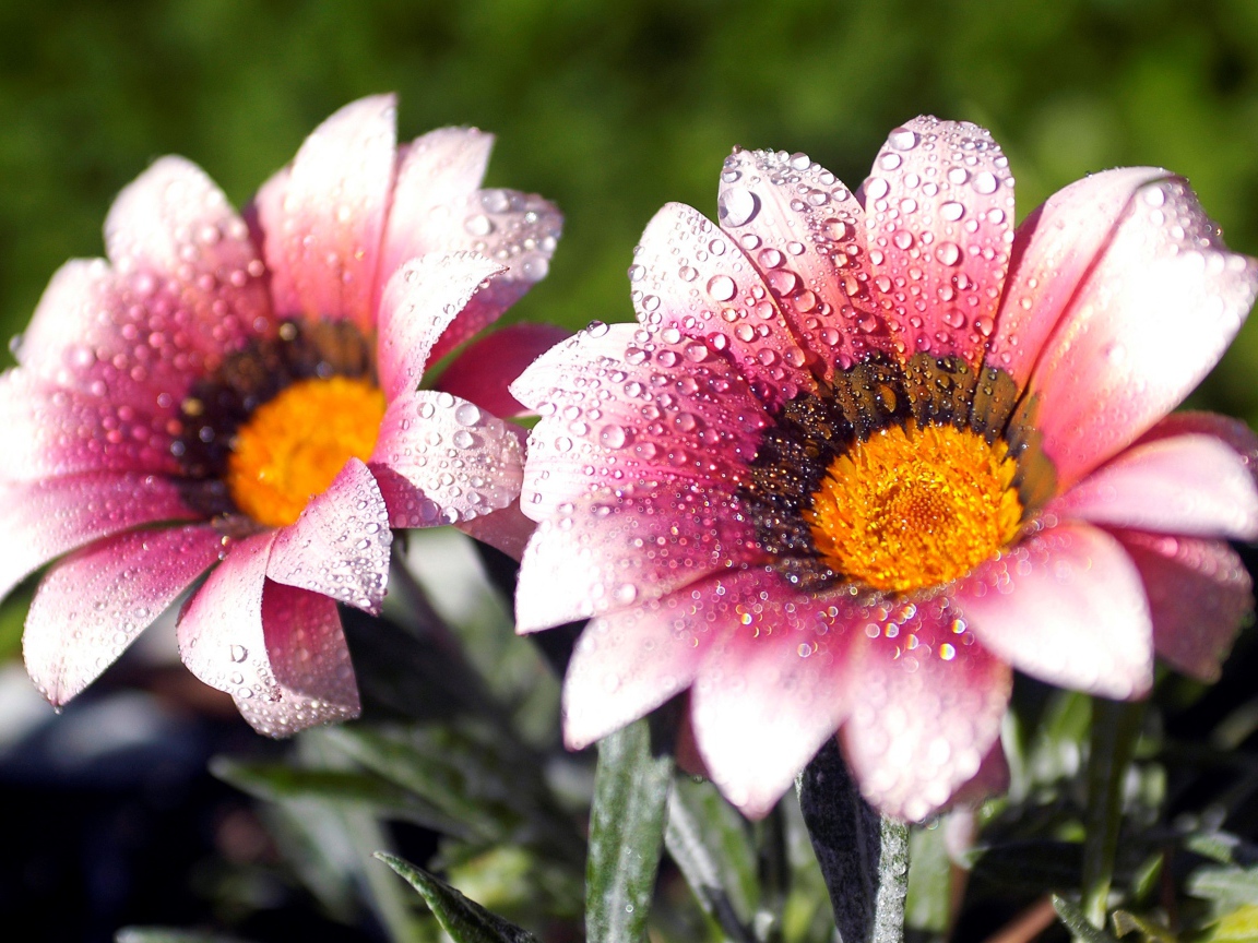 Два розовых цветка газании в каплях росы
