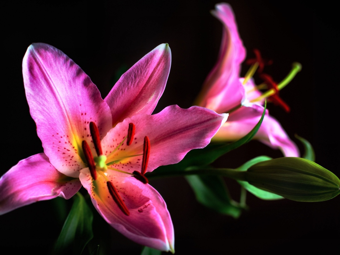 Две розовые лилии с бутоном на черном фоне