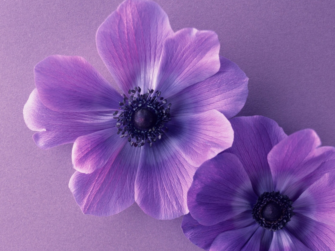 Два сиреневых цветка анемоны