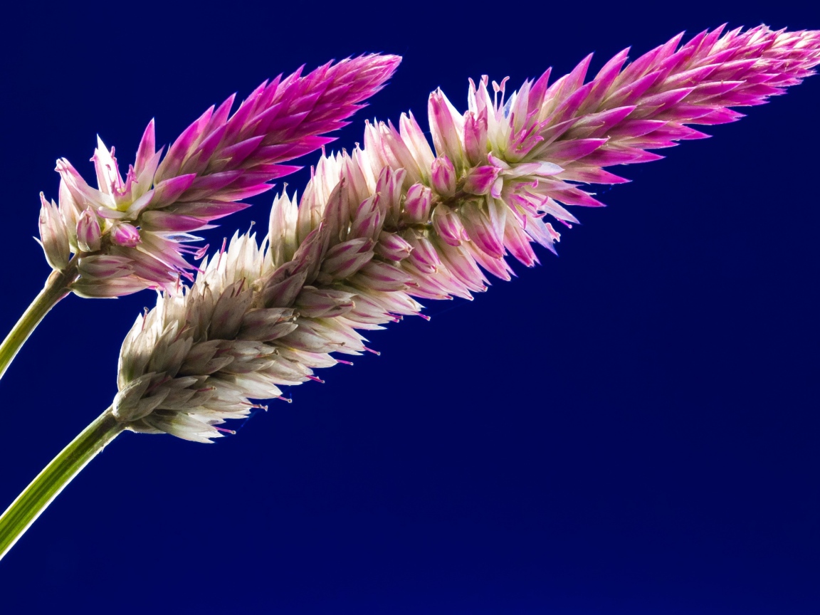 Два колоска на синем фоне